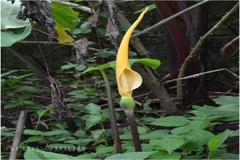 Colocasia esculenta